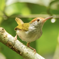 Common Tailorbird